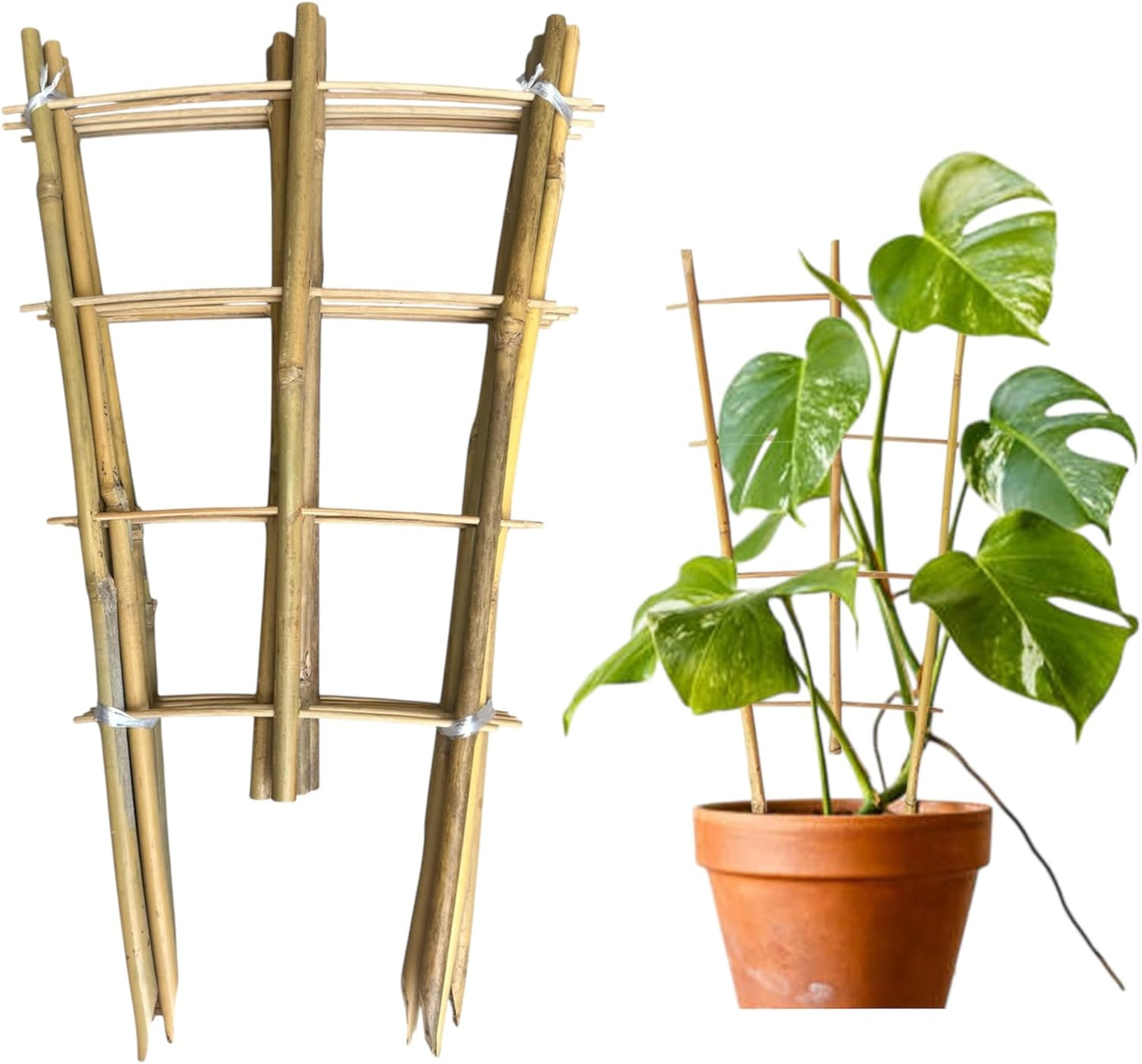 Natural Bamboo Trellis 16inch for Climbing Plants 6 Pack - Plant Ladder Trellis with Garden Ties, Outdoor Decorative Plant Support Stakes for Vines Flowers Vegetables (Fan-Shape)-VerdiqueGarden