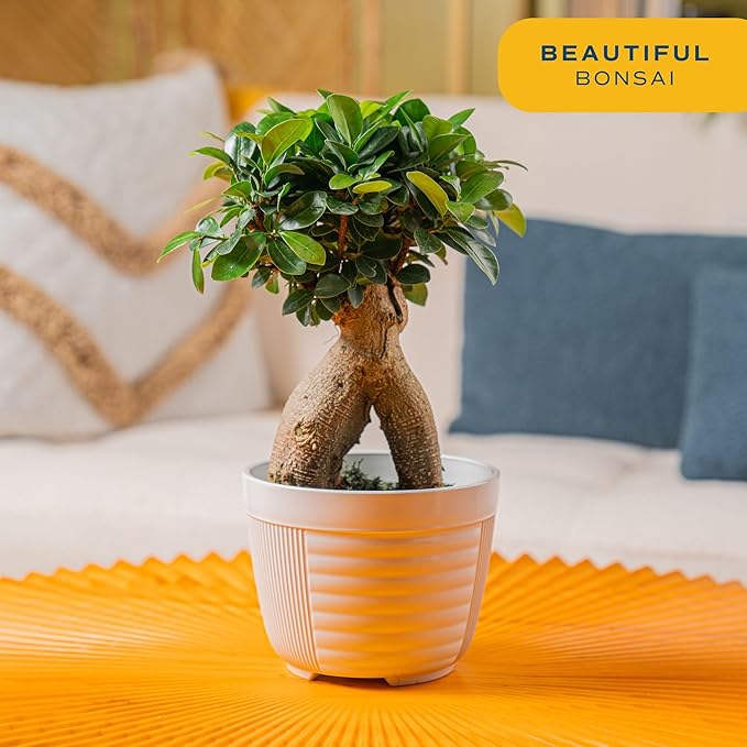 Costa Farms Mini Bonsai Live Indoor Tree, Grower's Choice, 1-Year Old, Potted in Indoor Planter Plant Pot, Tabletop Office and Home Décor, 10-Inches Tall-VerdiqueGarden