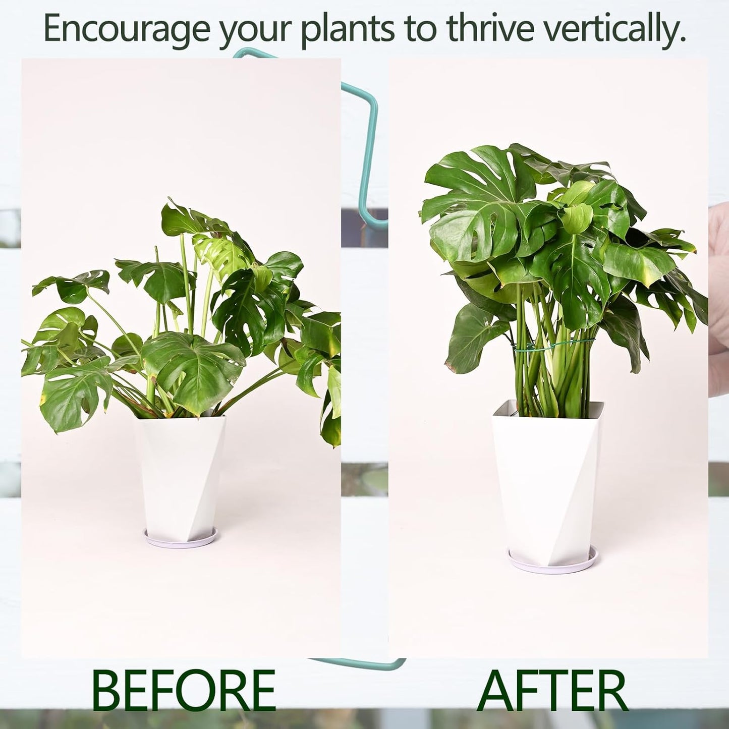 5PCS Monstera Plant Support Stem 9 x 7.6 in- Durable Stabilizer Set for Indoor Climbing Plants, Holders for Enhancing Growth, Ideal Gift for Plant Lovers, Fishbone Cactus Stake Garden Tool-VerdiqueGarden