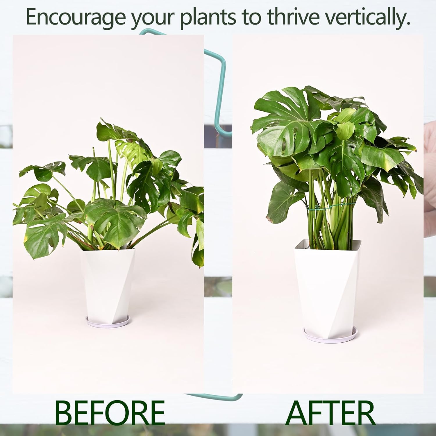 5PCS Monstera Plant Support Stem 9 x 7.6 in- Durable Stabilizer Set for Indoor Climbing Plants, Holders for Enhancing Growth, Ideal Gift for Plant Lovers, Fishbone Cactus Stake Garden Tool-VerdiqueGarden