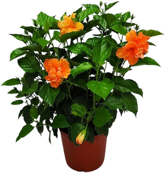 Hibiscus Bush - Double Peach Flowering Plant Live - Overall Height 26" to 28" - Tropical Plants of Florida (Plant Only)-VerdiqueGarden