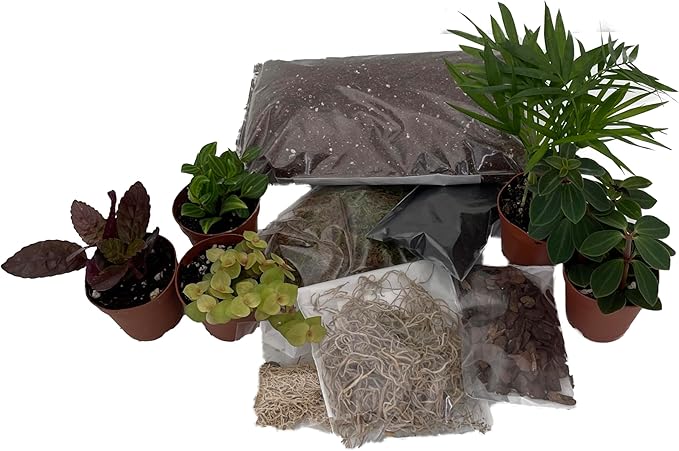 Hirt's Terrarium Kit with 5 Terrarium Plants in 2" Pots-VerdiqueGarden