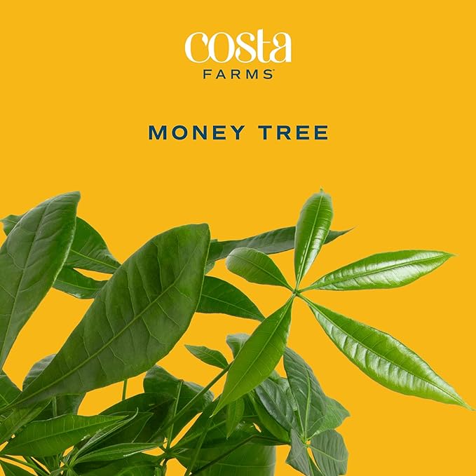 Costa Farms Money Tree Live Plant, Easy to Grow Houseplant Potted in Indoor Garden Pot, Pachira Bonsai in Potting Soil, Gift for Birthday, Housewarming, Thank You, Office and Home Decor, 3-4 Feet Tall-VerdiqueGarden