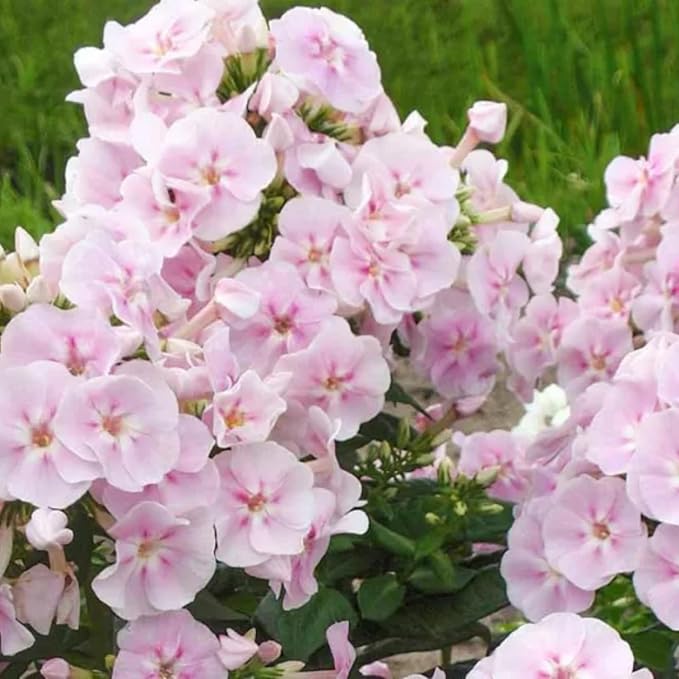1000+ Phlox Seeds for Planting - Phlox Popstars Seeds Perennial Ground Cover Plants- Annual Flower for Home Garden-VerdiqueGarden
