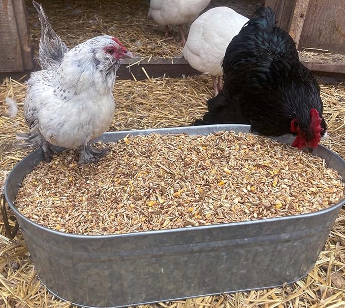 Pampered Chicken Mama Chick Feed - Premium Chicken Scratch Treat - High Protein & Calcium Grower Feed for Laying Hens (10 lbs)-VerdiqueGarden