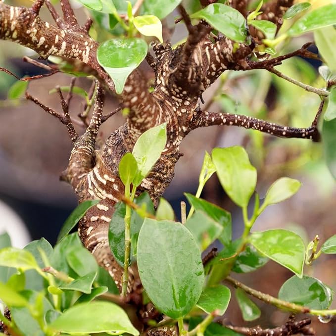 Brussel's Bonsai Live Golden Gate Ficus Indoor Bonsai Tree - Large, 10 Years, 16 to 20 In - Live Bonsai Tree in Ceramic Bonsai Pot-VerdiqueGarden