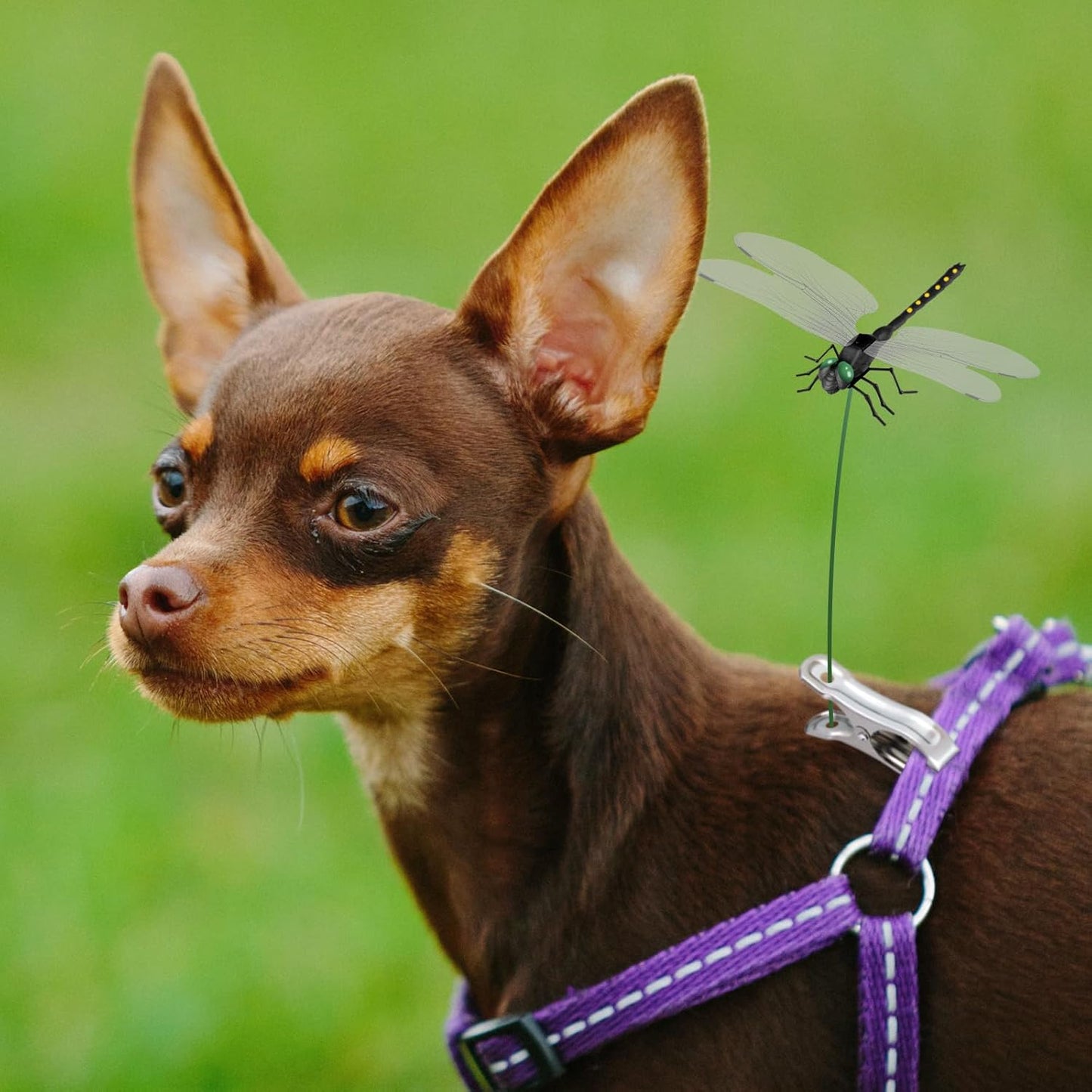 NiHome 12-Pack Large Dragonfly Clip Decoration Set for Garden, Hat, Pet, Indoor & Outdoor Display, Easy Installation Realistic Waterproof PVC Dragonflies (Black)-VerdiqueGarden