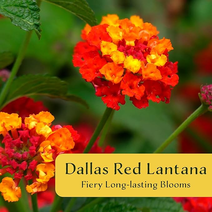 12 Dallas Red Lantana | Live Plants in 2.5-inch Nursery Cubes | Lantana Camara 'Dallas Red' Variety | Hardy Evergreen Perennial Shrub | Fiery Vibrant Blooms for Home & Garden-VerdiqueGarden