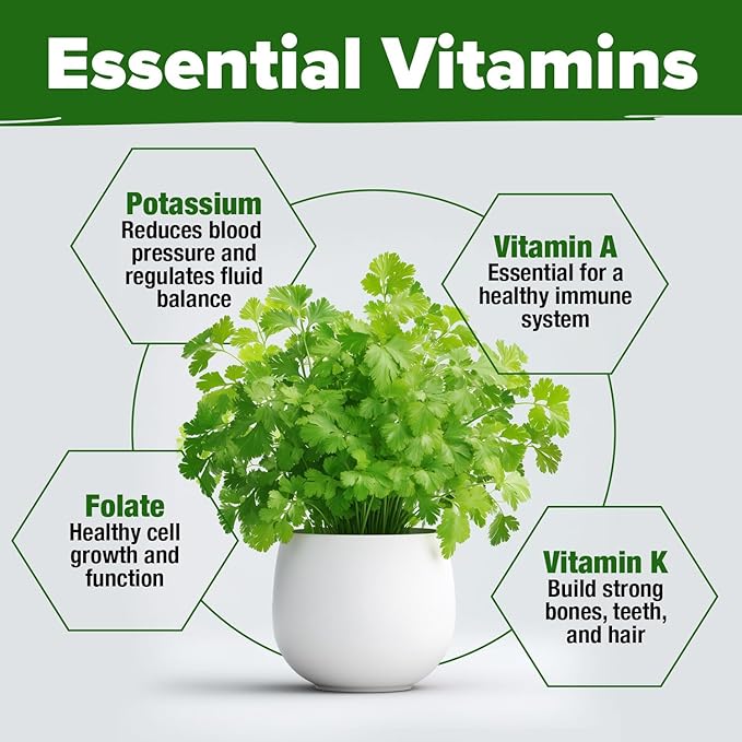 HOME GROWN 𝗨𝗦𝗔 𝗣𝗥𝗘𝗠𝗜𝗨𝗠 1000+ Cilantro Seeds for Planting Indoors or Outdoors - Non-GMO Heirloom Herbs, Coriander Plant Seeds - Complete Your Herb Seeds Collection for Your Indoor Herb Garden-VerdiqueGarden