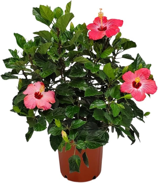 Hibiscus Bush Plant - Pink Flower - Overall Height 26" to 28" - Tropical Plants of Florida (Plant Only)-VerdiqueGarden