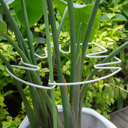 5PCS Monstera Plant Stem Support White 9 * 7.6in - Durable Stake Holder for Indoor Climbing Plants, Adjustable Installation Ideal for Fishbone Cactus and Plant Enthusiasts-VerdiqueGarden