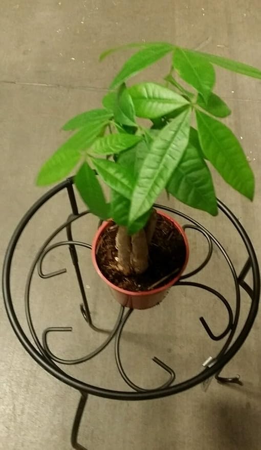 LOUSBONSAINUSERY BRAIDED MONEY TREE-VerdiqueGarden