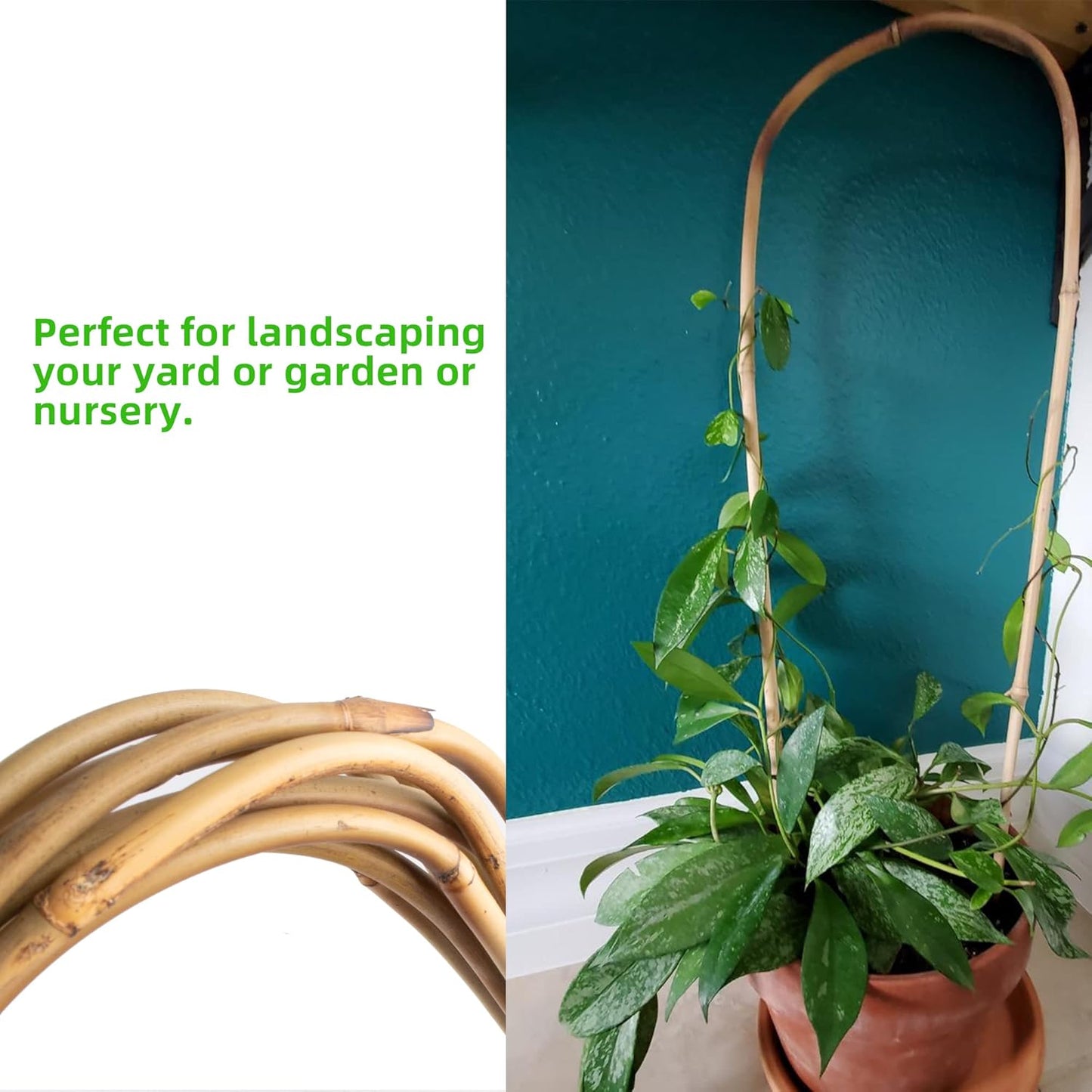 Avalution 16" Natural Bamboo Plants Trellis U-Hoop,Bamboo Gaeden Trellis U-Shape for Climbing Plant Support-20PCS-VerdiqueGarden