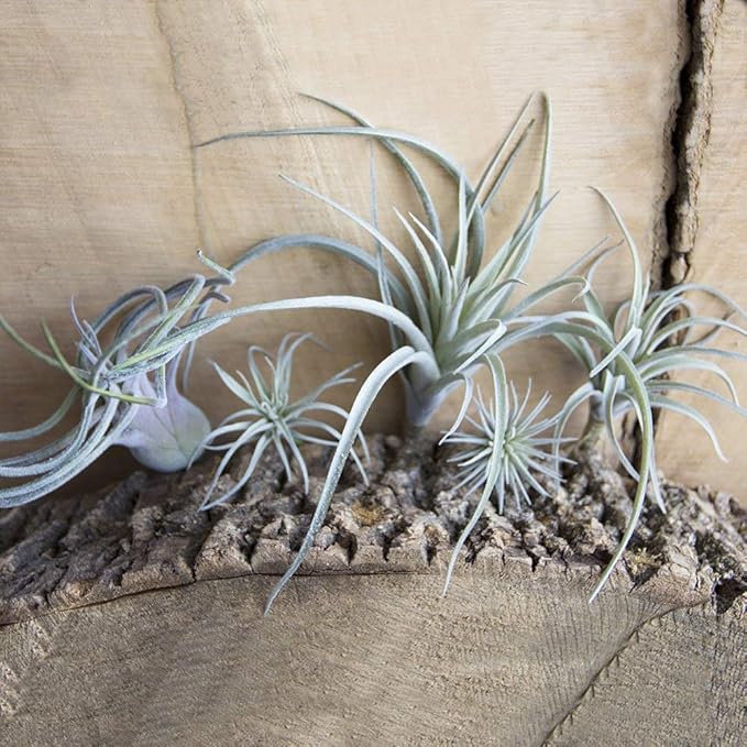 CHIVE Artificial Air Plants — Bulk Set of 5, Large — Ultra Realistic Fake Tillandsia Bromeliad Plants — Decorative Faux Succulents for Home & Office Decor — No Care Needed!-VerdiqueGarden