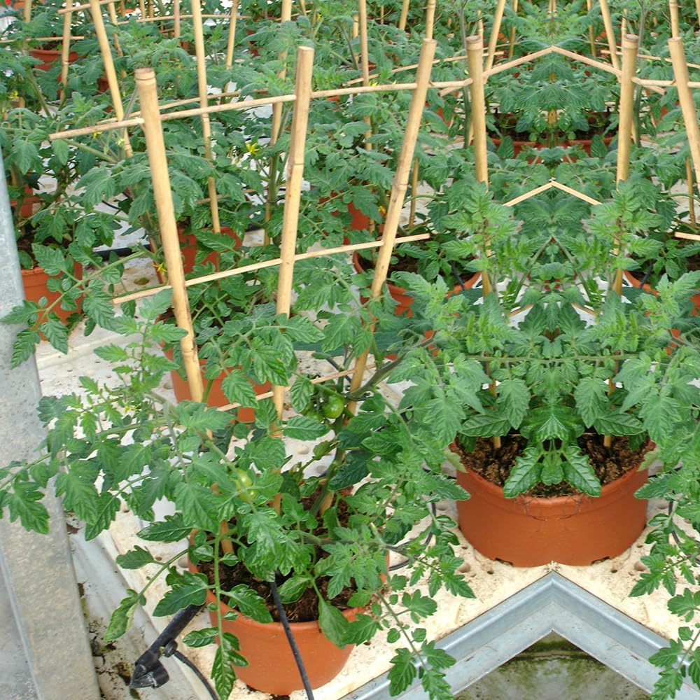 Bamboo Trellis 2FT 3 Pack, Plant Ladder Stakes 24 Inches, Natural Fan-Shaped Bamboo Trellis for Orchid Vines, Monarchs, Ivy and Other Plants Climbing, Help Plant Growth-VerdiqueGarden