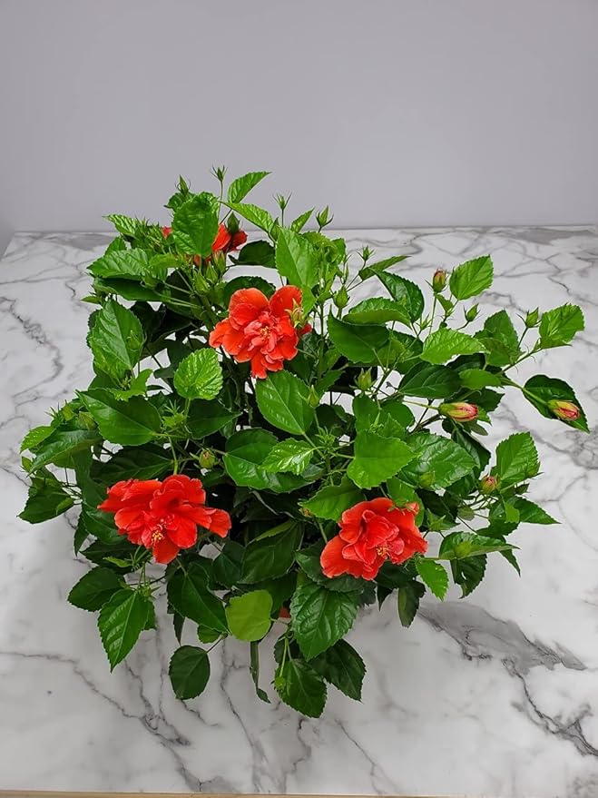 Hibiscus Plant Live - Double Red Hibiscus Bush - Flowering Plants - Red - Overall Height 26" to 28" - Tropical Plants of Florida (Plant Only)-VerdiqueGarden
