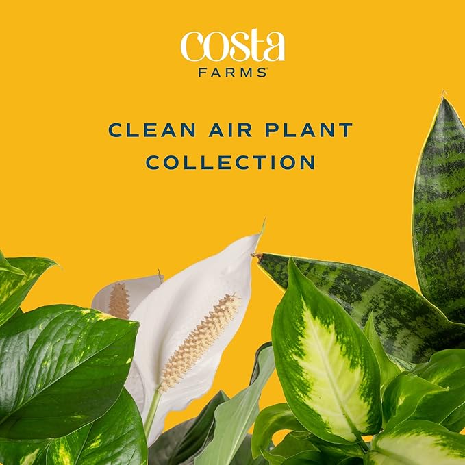 Costa Farms Live Plants (3 Pack), Easy to Grow Real Indoor Houseplants, Air Purifying Plants, Grower's Choice in Home Décor Indoors Plant Pots, New House Gift or Room Décor-VerdiqueGarden