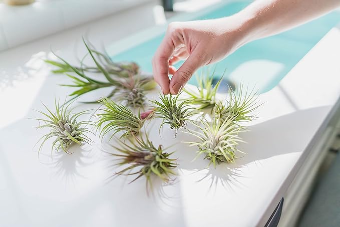 12 Pack Large Air Plants Tillandsia Ionantha Guatemala - Live Succulent House Plants - Available in Wholesale and Bulk - Home and Garden Decor - Easy Care Indoor/Outdoor Air Plant-VerdiqueGarden