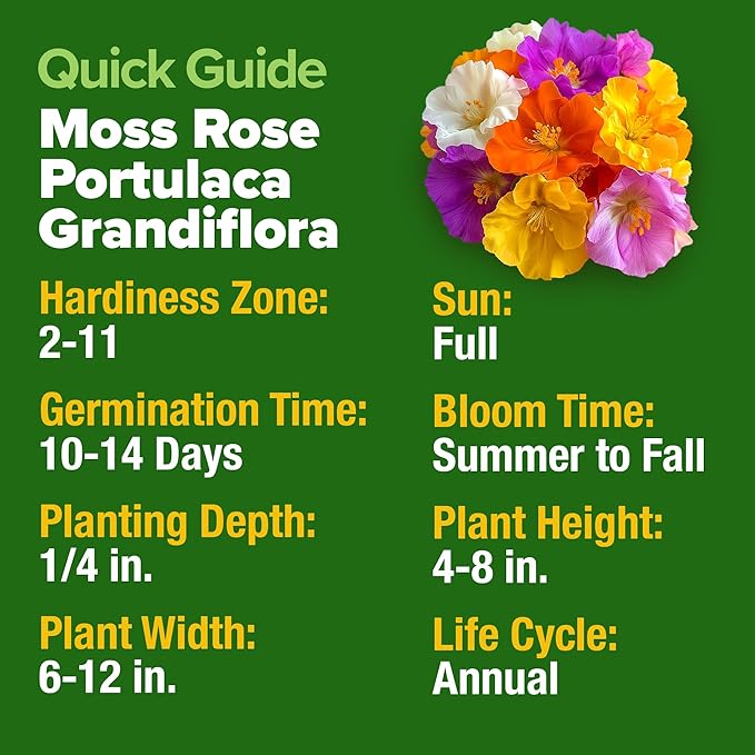 HOME GROWN 23,500+ Moss Rose Seeds (Bulk Pack) Annual Flower for Ground Cover - Heirloom 𝗡𝗢𝗡-𝗚𝗠𝗢 Portulaca Seeds for Planting Outdoors - Great for Low-Maintenance Gardens (Portulaca grandiflora)-VerdiqueGarden