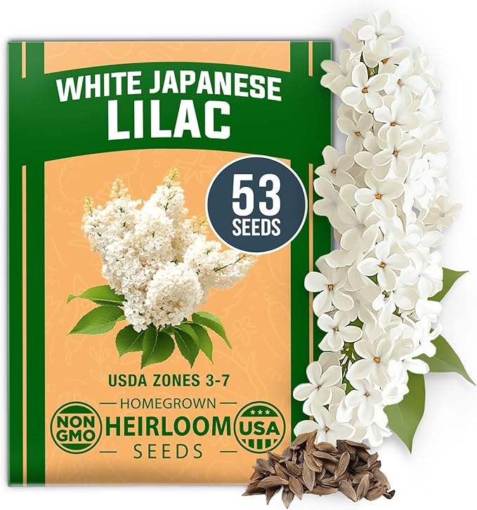HOME GROWN 𝗨𝗦𝗔 53 White Lilac Flower Seeds Non-GMO, Heirloom Tree Seeds for Planting, Fragrant Flowering Tree Seeds for Landscaping, Pollinator Gardens, and Ornamental Borders (Syringa reticulata)-VerdiqueGarden