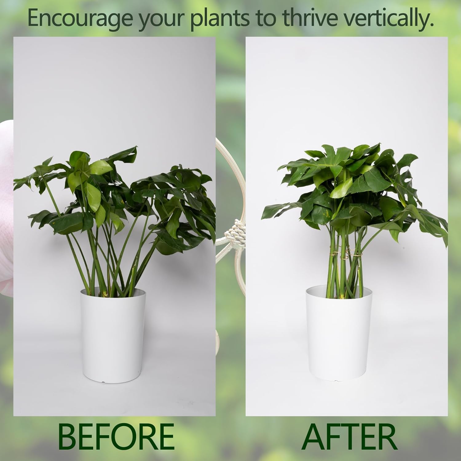 5PCS Monstera Plant Stem Support Stakes - 5.5 * 5.5IN Metal Supports for Monstera and Fishbone Cactus, Sturdy Frame, Easy Installation, Flexible Protection for Healthy Growth Indoors-VerdiqueGarden