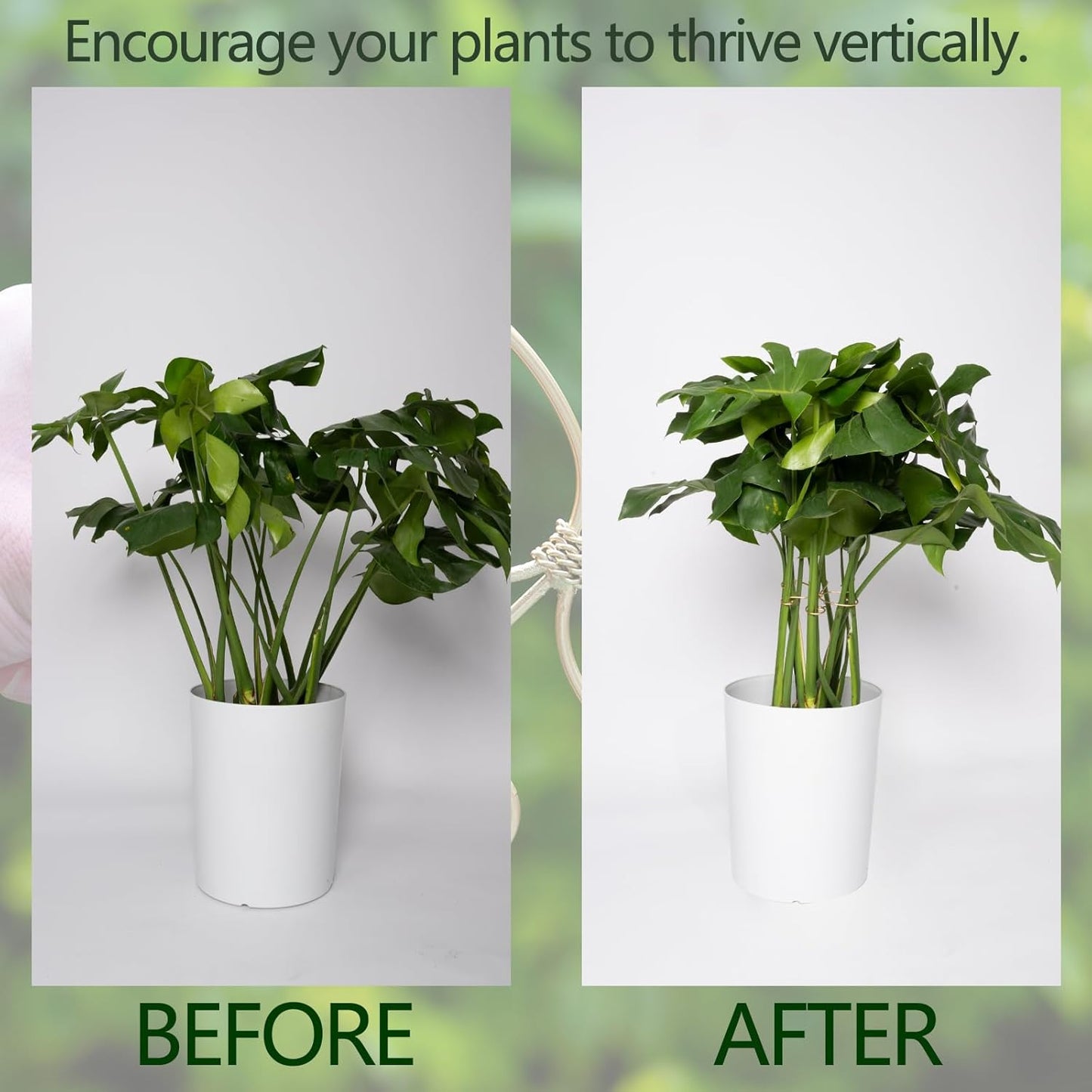 Durable Monstera Plant Support Hooks 5.5in - 5-Piece Set for Indoor Plant Stabilization, Easy-to-Use Grapple Holders for Monstera and Turtle Shell Plants for Plant Lovers-VerdiqueGarden