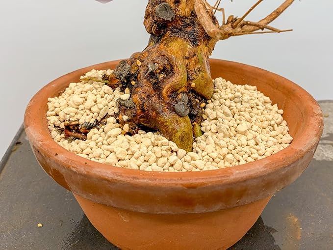 Kanuma Soil Amendment - Tailored for Acidic Soil Needs of Bonsai and Acid Loving Plants - 3 Quart-VerdiqueGarden