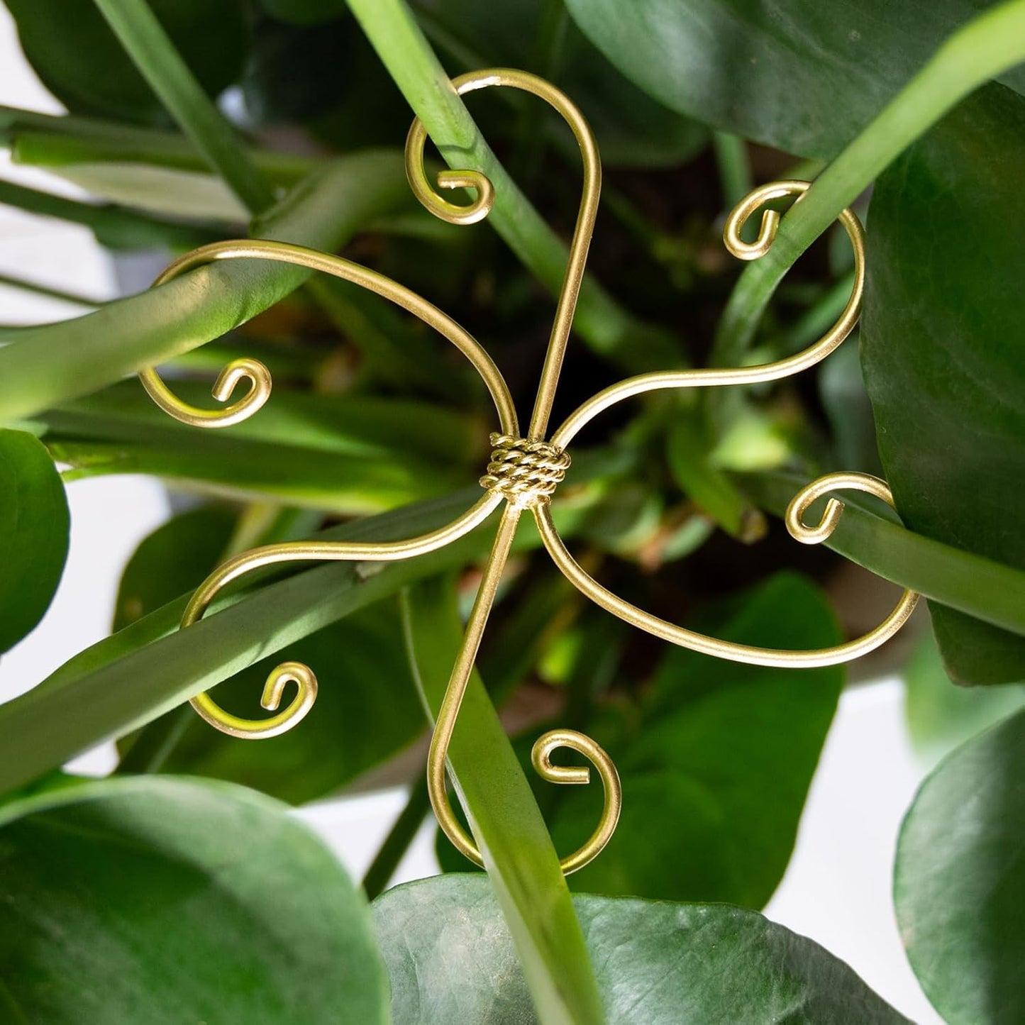 5PCS Monstera Plant Stem Support Hook - 6.5 * 6.5IN Durable Metal Stem Stabilizer for Monstera Plants and Fishbone Cactus - Gentle Protection Leaf Holder - Easy Installation - 5 Piece Set-VerdiqueGarden