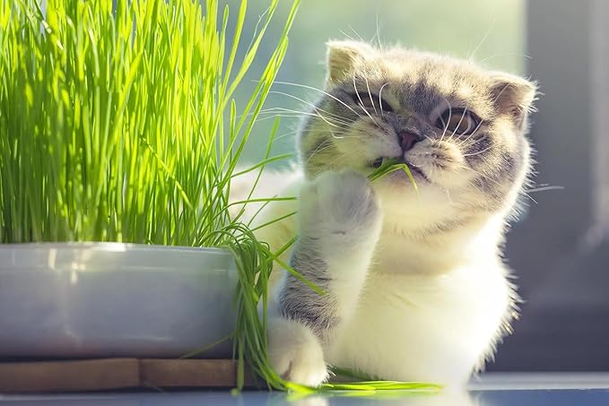 Organic Cat Grass Mix - Grow Nourishing Grass for Your Cat's Delight - 20 QUARTS-VerdiqueGarden