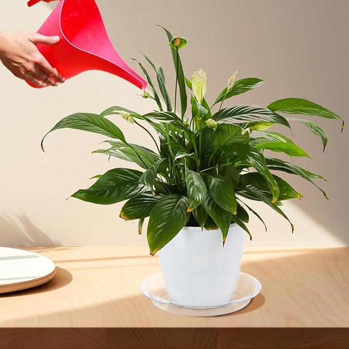 BORPEIN Plant Saucer (6,8,10,12inch, 24 Pack) Clear Plastic Plant Trays for Pots Indoors Outdoors, Thicker Flower Pot Saucers, Plant Plate to Catch Water-VerdiqueGarden