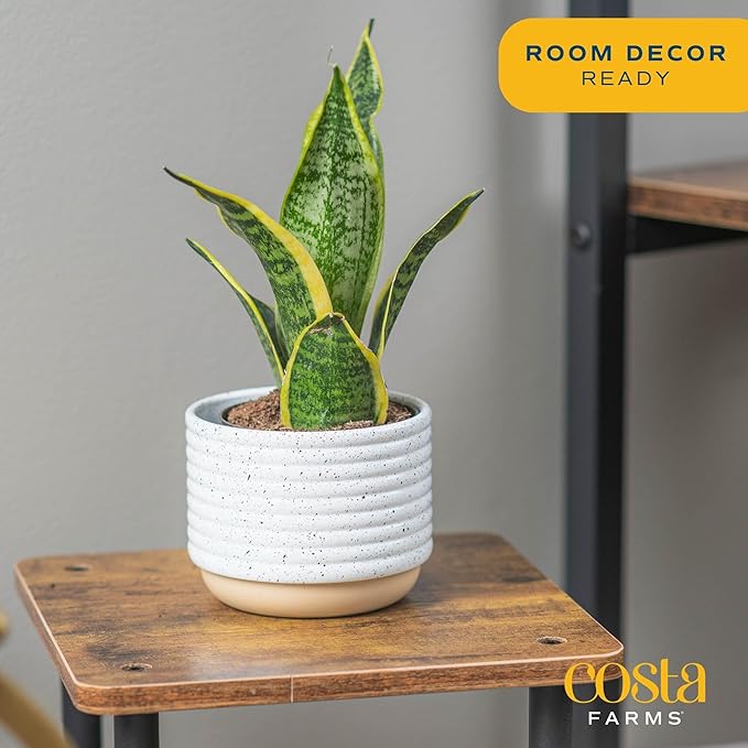 Costa Farms Snake Plant, Easy Care Live Indoor Plant in Décor Planter, Beautiful Clean Air Purifying Houseplant, Boho Home and Room Décor, Housewarming Gift, 8-Inches Tall-VerdiqueGarden