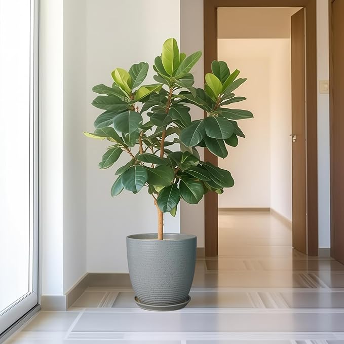 12 Inch Plant Pot, Ceramic Planter Pot with Drainage Hole and Saucer Round Large Flower Pot for Indoor Plants, Light Gray-VerdiqueGarden