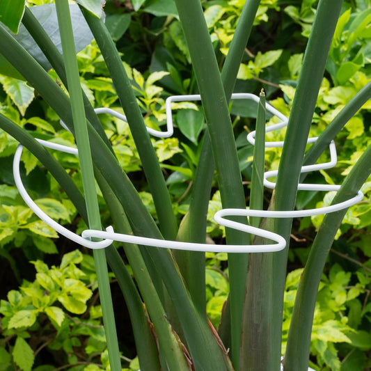 5PCS Monstera Plant Stem Support White - 11x9.4 inches, Durable Adjustable Leaf Supports for Indoor Plants, Fishbone Cactus Stake Holder for Garden Stability-VerdiqueGarden