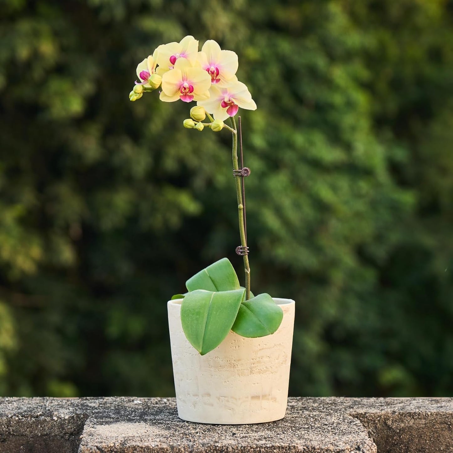 Ekirlin 7 Inch Natural Travertine Textures Plant Pot, Resin Outdoor Planter with Drainage Hole, Removable Rubber Stopper and Non-Slip Soft Pad,Weatherproof Decorative Pot for Indoor/Garden Plants-VerdiqueGarden