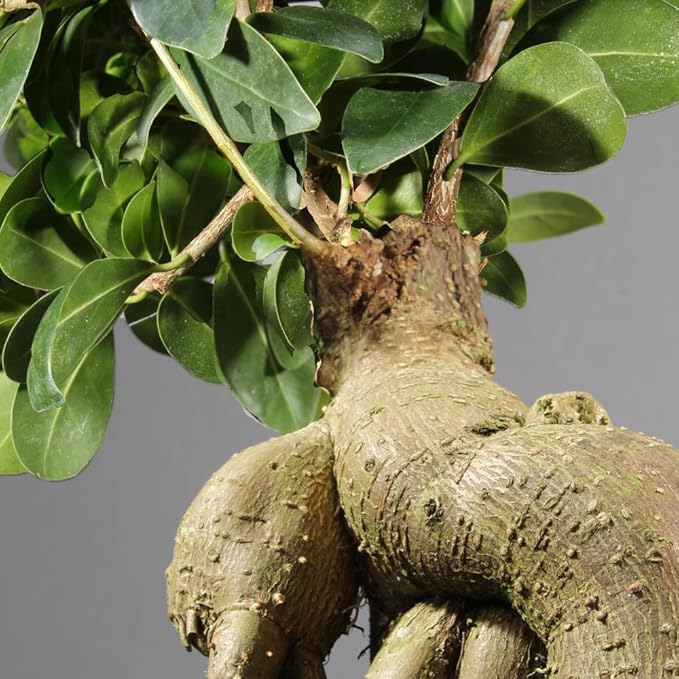 Brussel's Bonsai Live Ginseng Grafted Ficus Bonsai Tree Kit - Small Indoor Bonsai Ficus Tree - Bonsai Kit with Ceramic Bonsai Pot and Bonsai Soil-VerdiqueGarden