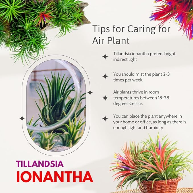 12 Air Plants, Tillandsia Air Plants Live Houseplants for Garden, Red Lonantha Tillandsia Plant-VerdiqueGarden