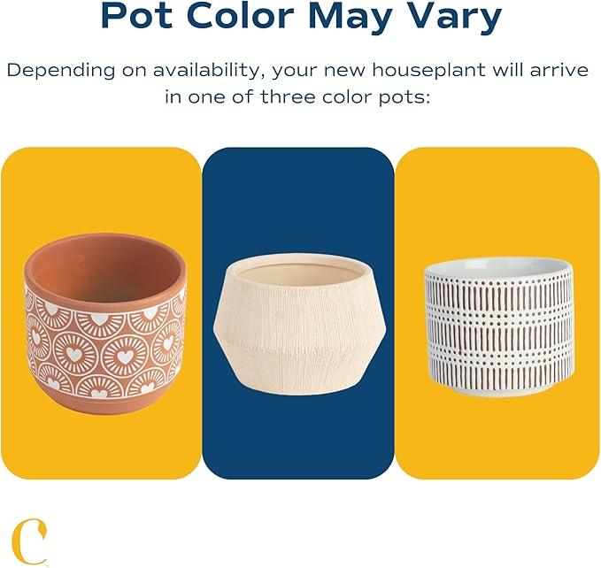 Costa Farms Mini Bonsai Tree, 1-Year Old Grower's Choice Live Indoor Plant, Easy to Grow Houseplant in Indoor Plant Pot, Potting Soil, Room and Home Decor, Birthday, Housewarming Gift, 10-Inches Tall-VerdiqueGarden