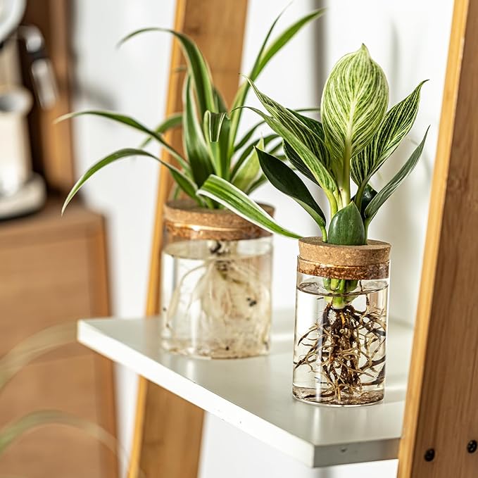 Glass Plant Propagation Stations for Plants – Set of 4(4 Large & 4 Small) Hydroponic Vases for Plant Cuttings,Flower Arrangements, Home & Office Decor–Desktop Vases for Living Room, Bedroom (8)-VerdiqueGarden