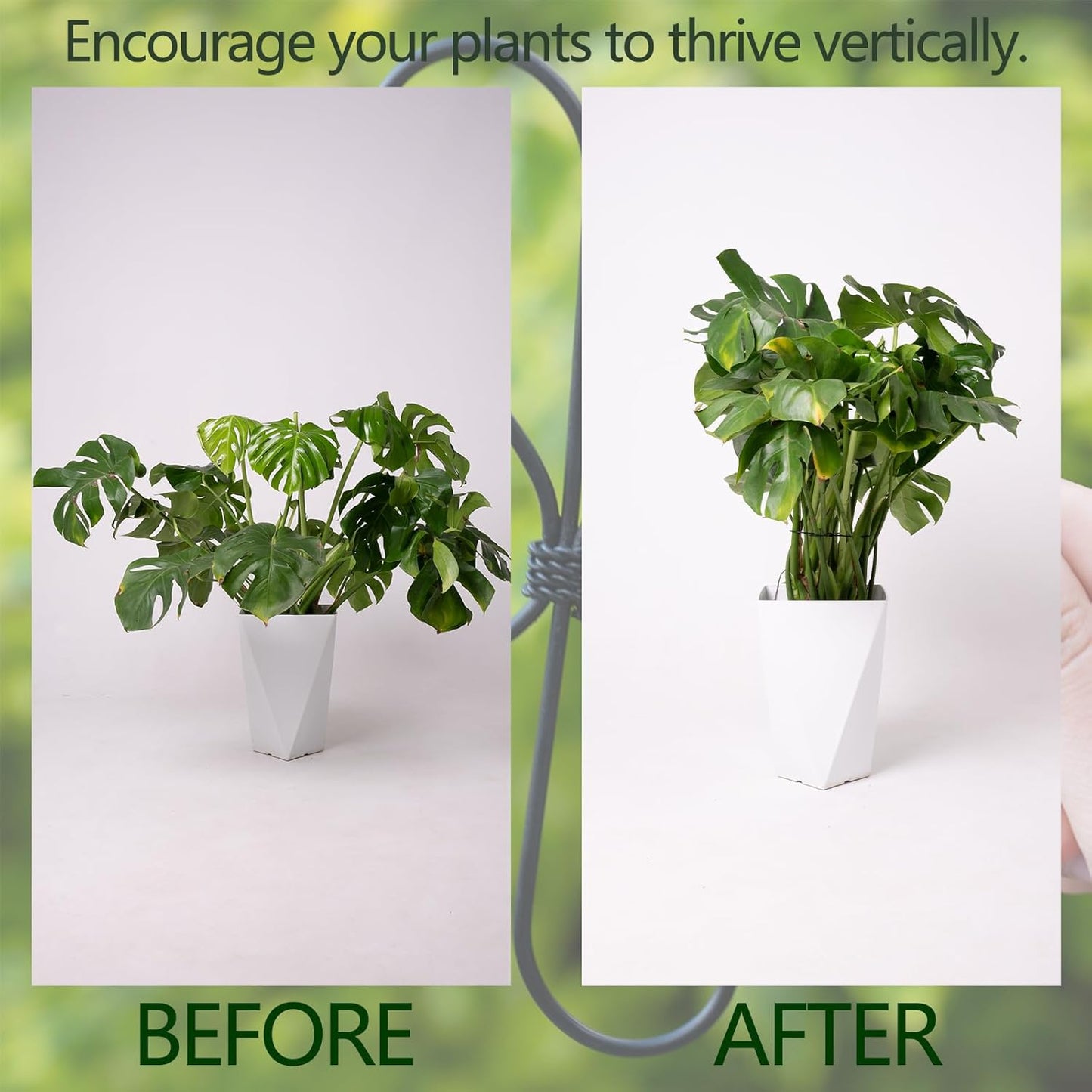 Black Monstera Plant Support Hook - 6.5 * 6.5IN -5 Piece Set, Durable Metal Stem Supports for Indoor Plants, Leaf Holder & Fishbone Cactus Stake, Stylish Design for Healthy Growth & Easy Care-VerdiqueGarden