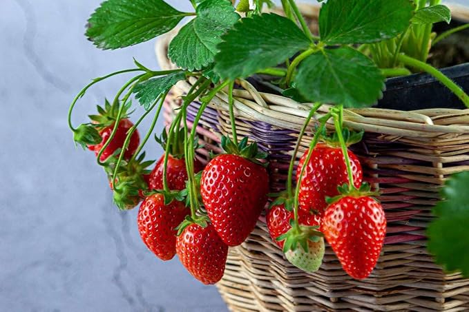 Strawberry Premium Potting Soil Mix - Ideal Blend for Growing Robust and Flavorful Strawberries - 10 Quart-VerdiqueGarden