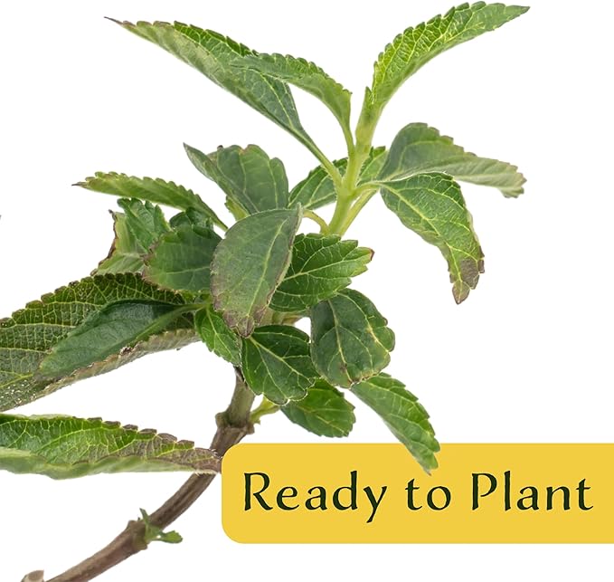 12 Dallas Red Lantana | Live Plants in 2.5-inch Nursery Cubes | Lantana Camara 'Dallas Red' Variety | Hardy Evergreen Perennial Shrub | Fiery Vibrant Blooms for Home & Garden-VerdiqueGarden