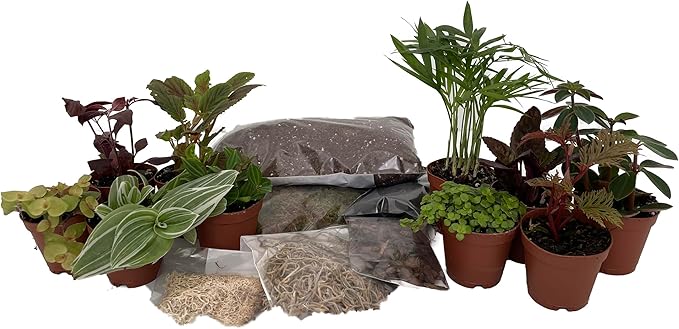 Hirt's Terrarium Kit with 10 Terrarium Plants in 2" Pots-VerdiqueGarden
