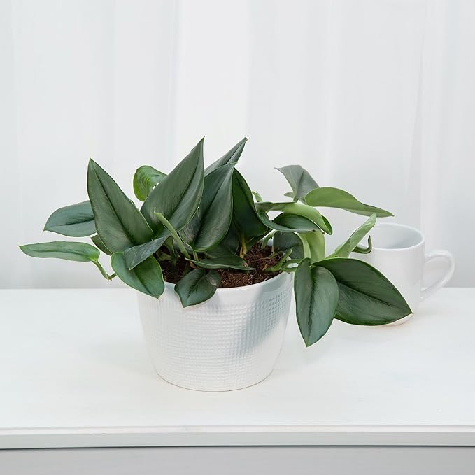 Elevate Your Space with Gardenera's Organic Potting Mix - Tailored for Thriving Scindapsus Sterling Plants and Striking Leaves - 2 Quart-VerdiqueGarden