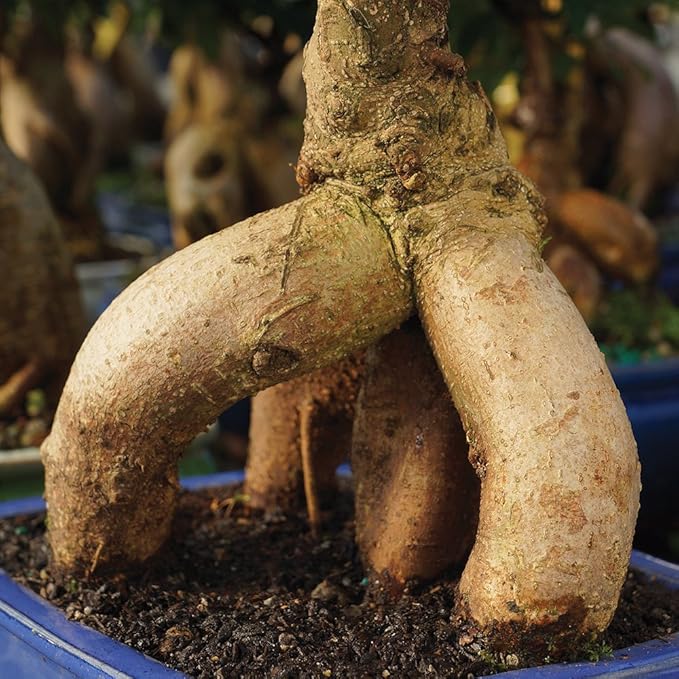 Brussel's Bonsai Live Ginseng Grafted Ficus Bonsai Tree Kit - Small Indoor Bonsai Ficus Tree - Bonsai Kit with Ceramic Bonsai Pot and Bonsai Soil-VerdiqueGarden