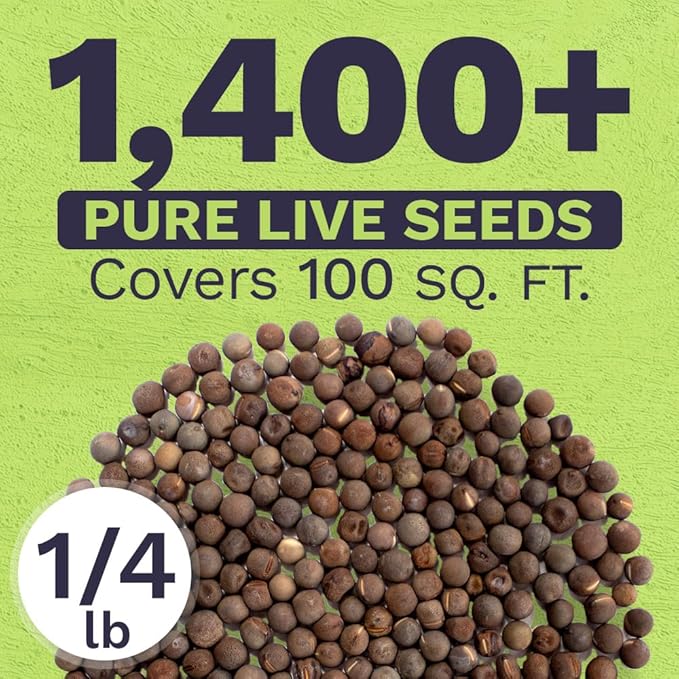 Sweet Pea Seeds Royal Mix - Bulk 1/4 Pound Bag - Over 1,400 Seeds - Large Fragrant Lavender, Purple, Red, Pink and White Blooms-VerdiqueGarden