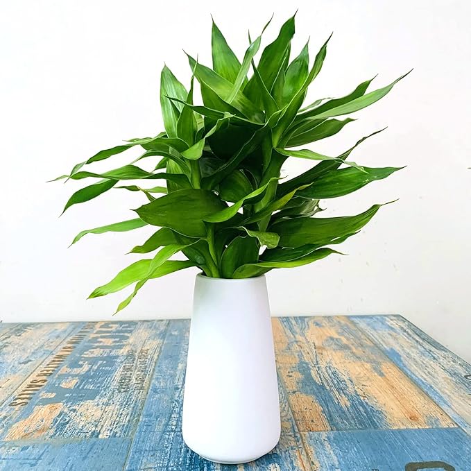 Simple Vase for Flowers Plants, Matte Vases for Modern Table Shelf Home Decor Wedding Boho Decor, 6" H Frosted Elegant Ceramic Vase for Pampas Grass Fluffy Stem Bouquet Lavender Flowers (White, 1)-VerdiqueGarden