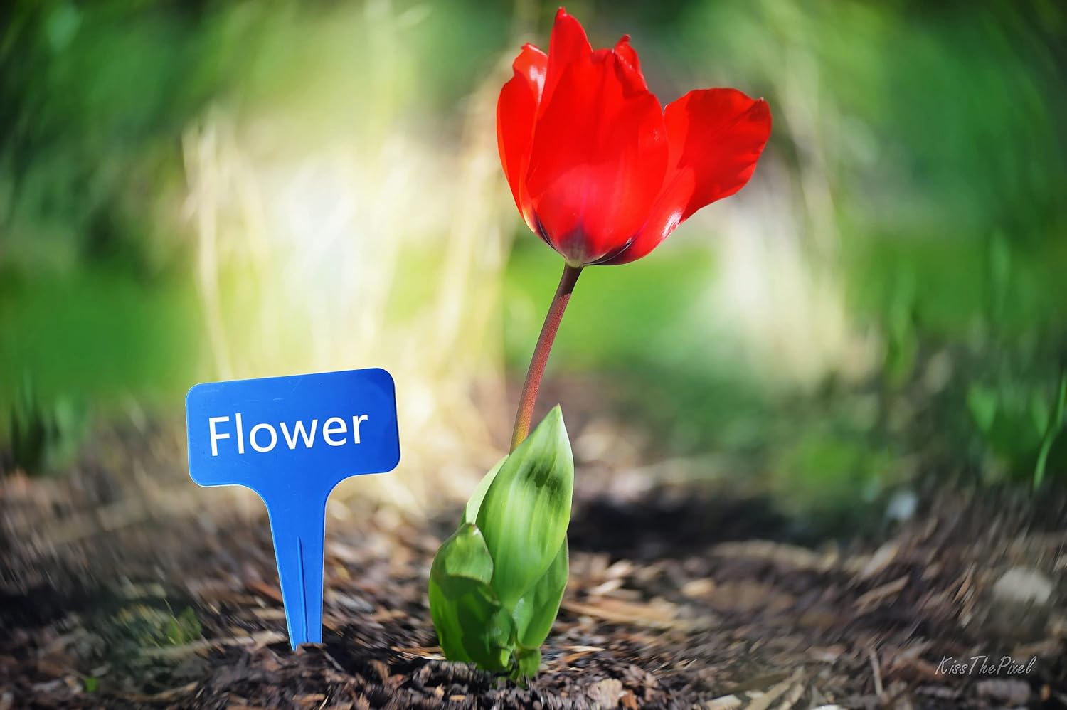 Blue Thick Plant Garden Labels, Plastic T-Type Nursery Markers Tags(100 Pcs)-VerdiqueGarden