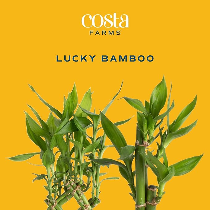 Costa Farms Lucky Bamboo Plant, Easy to Grow Live Houseplant in Indoor Bamboo Pot, Potting Mix, Grower's Choice, Birthday Gift, Home, Office, Plant Shelf Zen Room Decor, 12-Inches Tall-VerdiqueGarden