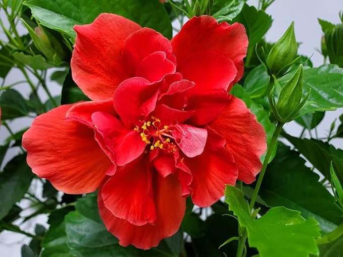 Hibiscus Plant Live - Double Red Hibiscus Bush - Flowering Plants - Red - Overall Height 26" to 28" - Tropical Plants of Florida (Plant Only)-VerdiqueGarden