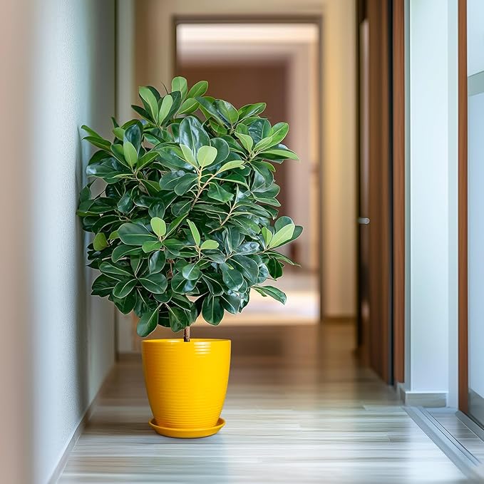 10 Inch Plant Pot - Ceramic Pot for Plants Outdoor Planter for Indoor Plants Large Plant Pot with Drainage Hole and Saucer Round Flower Pot for Home Patio Office Yellow-VerdiqueGarden